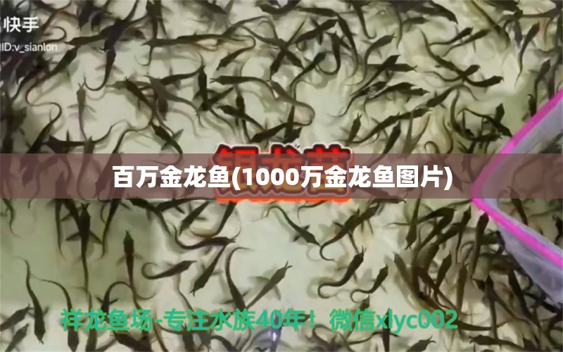 百萬金龍魚(1000萬金龍魚圖片) 觀賞魚市場