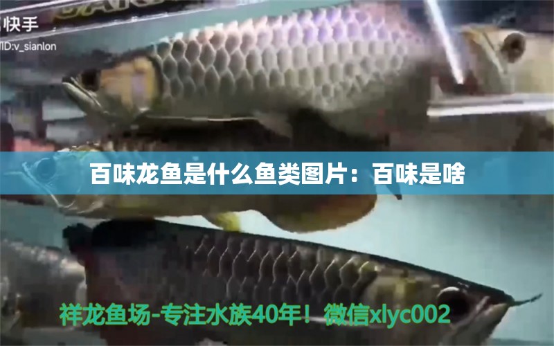 百味龍魚是什么魚類圖片：百味是啥