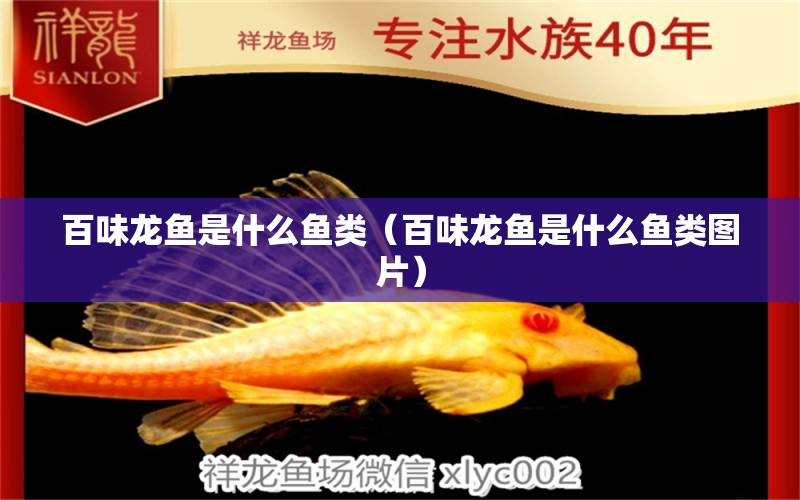 百味龍魚是什么魚類（百味龍魚是什么魚類圖片） 祥龍水族醫(yī)院