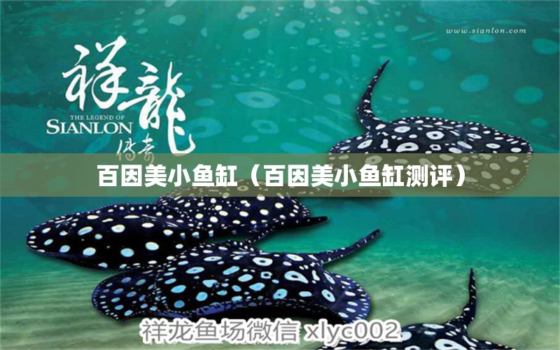 百因美小魚缸（百因美小魚缸測評） 祥龍魚場