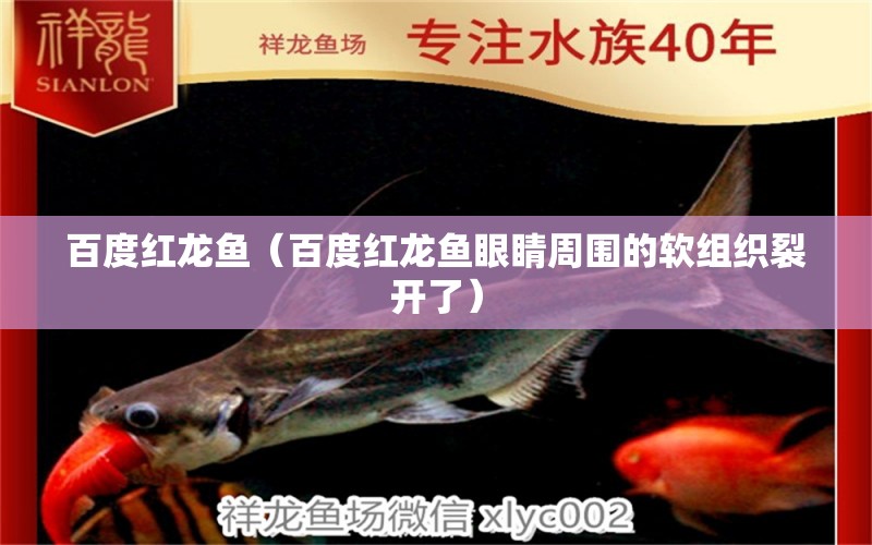 百度紅龍魚（百度紅龍魚眼睛周圍的軟組織裂開了）