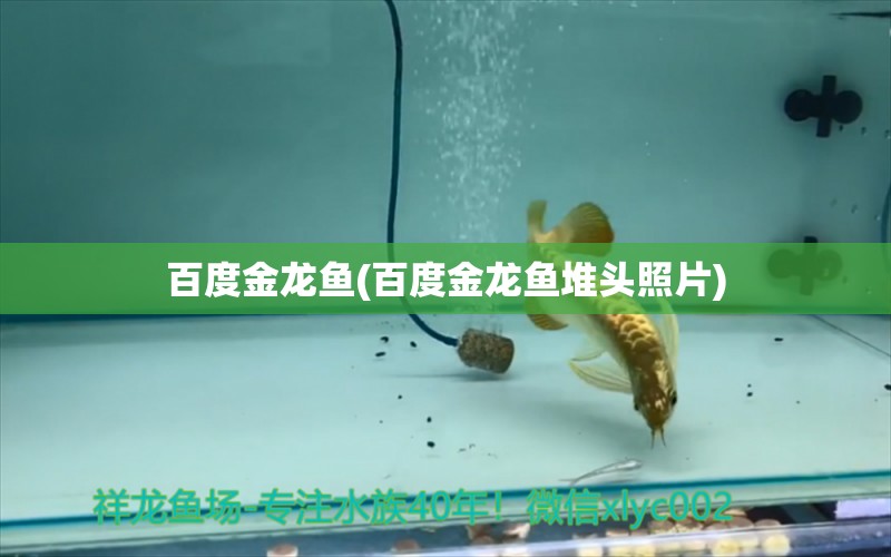 百度金龍魚(百度金龍魚堆頭照片) 撒旦鴨嘴魚