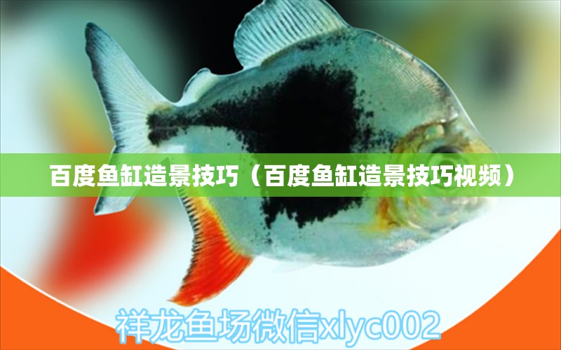 百度魚(yú)缸造景技巧（百度魚(yú)缸造景技巧視頻）