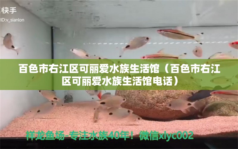 百色市右江區(qū)可麗愛水族生活館（百色市右江區(qū)可麗愛水族生活館電話）