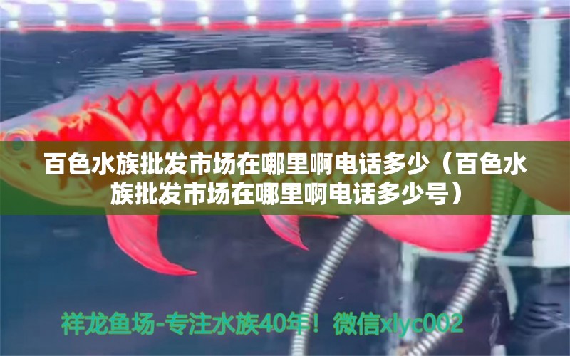 百色水族批發(fā)市場(chǎng)在哪里啊電話多少（百色水族批發(fā)市場(chǎng)在哪里啊電話多少號(hào)）