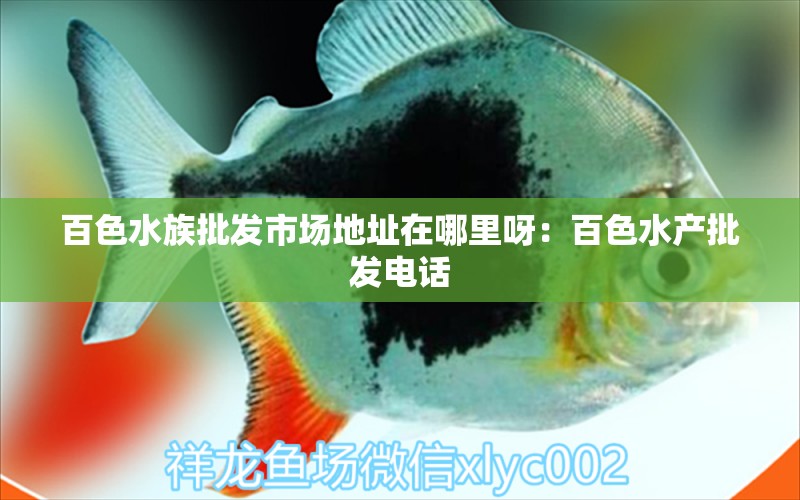 百色水族批發(fā)市場(chǎng)地址在哪里呀：百色水產(chǎn)批發(fā)電話