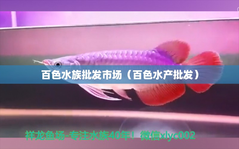 百色水族批發(fā)市場(chǎng)（百色水產(chǎn)批發(fā)）