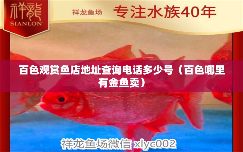 百色觀賞魚店地址查詢電話多少號（百色哪里有金魚賣） 觀賞魚批發(fā) 第1張