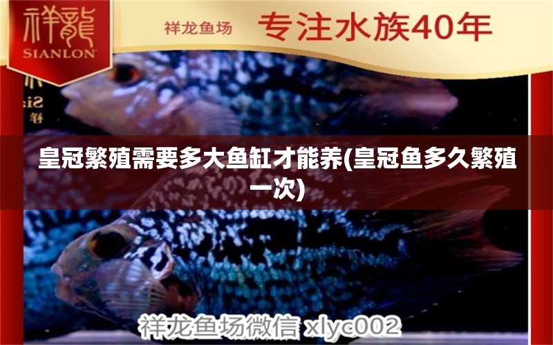 皇冠繁殖需要多大魚缸才能養(yǎng)(皇冠魚多久繁殖一次)