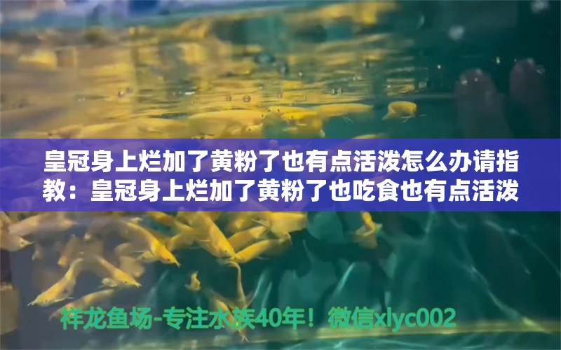 皇冠身上爛加了黃粉了也有點(diǎn)活潑怎么辦請(qǐng)指教：皇冠身上爛加了黃粉了也吃食也有點(diǎn)活潑 觀賞魚(yú)論壇 第2張