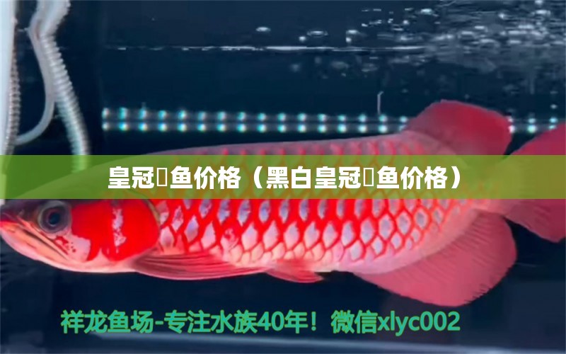 皇冠魟魚價(jià)格（黑白皇冠魟魚價(jià)格）