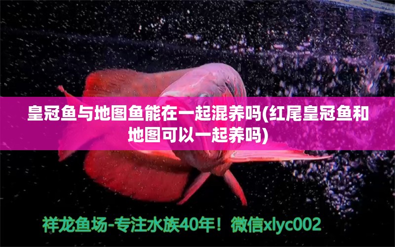 皇冠魚與地圖魚能在一起混養(yǎng)嗎(紅尾皇冠魚和地圖可以一起養(yǎng)嗎) 祥龍傳奇品牌魚缸