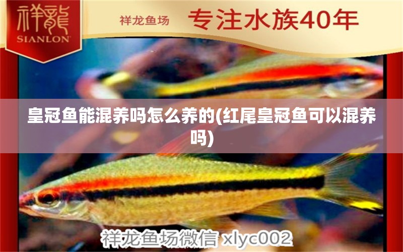 皇冠魚能混養(yǎng)嗎怎么養(yǎng)的(紅尾皇冠魚可以混養(yǎng)嗎)