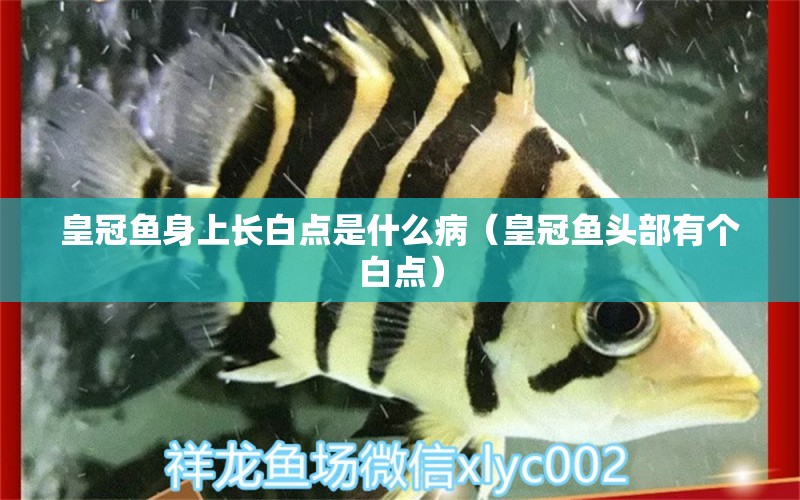 皇冠魚身上長白點(diǎn)是什么?。ɑ使隰~頭部有個白點(diǎn)） 金三間魚 第1張