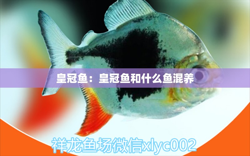 皇冠魚：皇冠魚和什么魚混養(yǎng) 觀賞魚