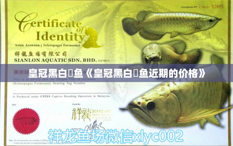 皇冠黑白魟魚《皇冠黑白魟魚近期的價(jià)格》 皇冠黑白魟魚