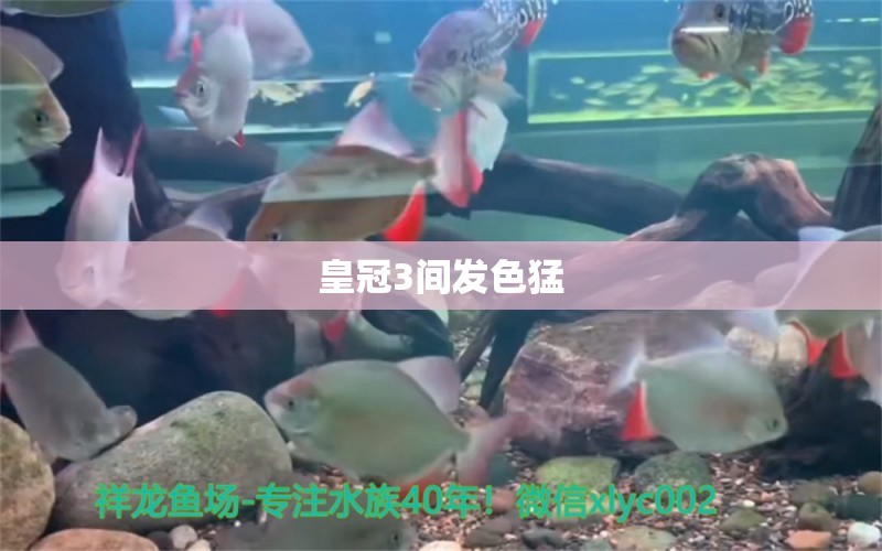 皇冠3間發(fā)色猛 觀賞魚論壇 第5張