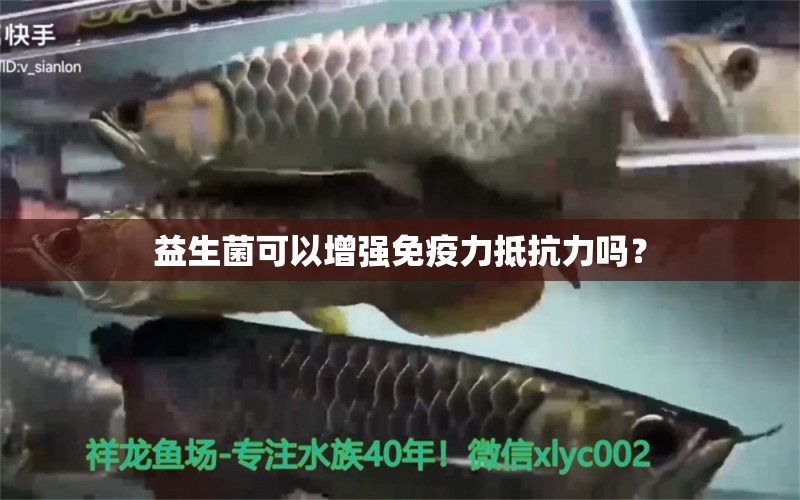 益生菌可以增強免疫力抵抗力嗎？ 紅白錦鯉魚