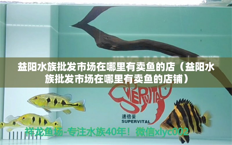 益陽(yáng)水族批發(fā)市場(chǎng)在哪里有賣魚(yú)的店（益陽(yáng)水族批發(fā)市場(chǎng)在哪里有賣魚(yú)的店鋪） 觀賞魚(yú)水族批發(fā)市場(chǎng)