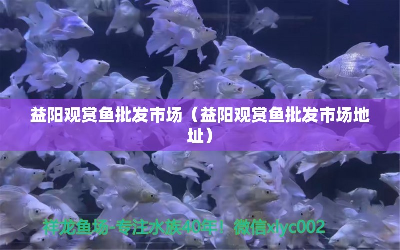 益陽觀賞魚批發(fā)市場（益陽觀賞魚批發(fā)市場地址）