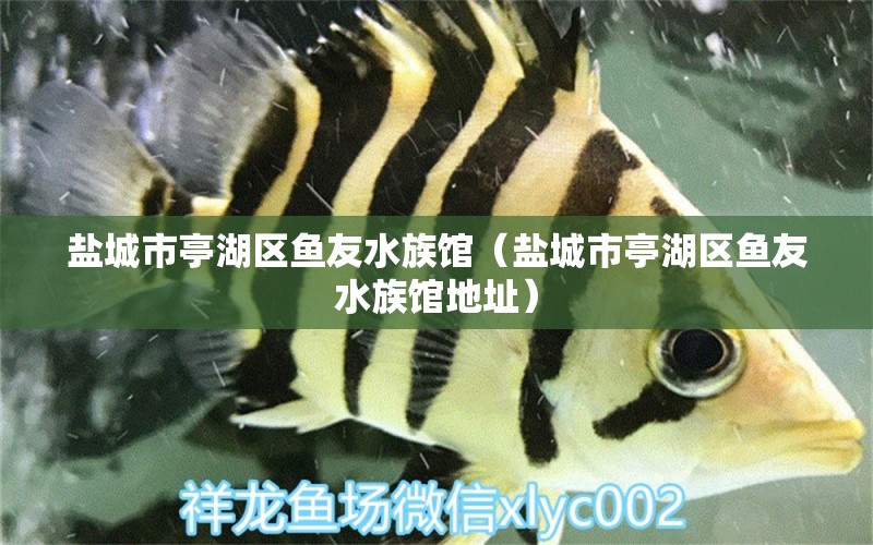 鹽城市亭湖區(qū)魚友水族館（鹽城市亭湖區(qū)魚友水族館地址） 全國水族館企業(yè)名錄