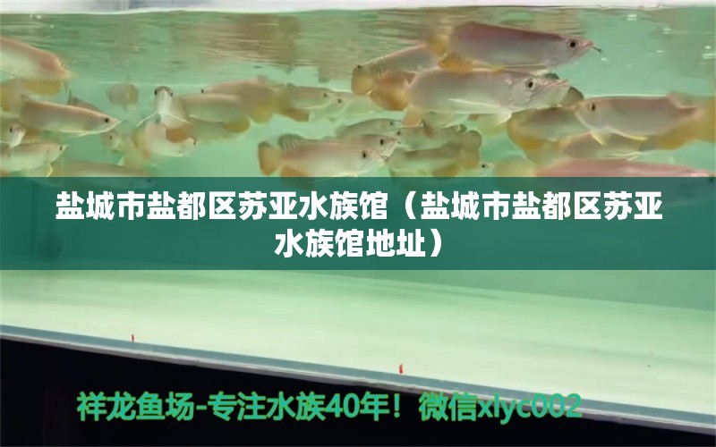 鹽城市鹽都區(qū)蘇亞水族館（鹽城市鹽都區(qū)蘇亞水族館地址） 全國水族館企業(yè)名錄