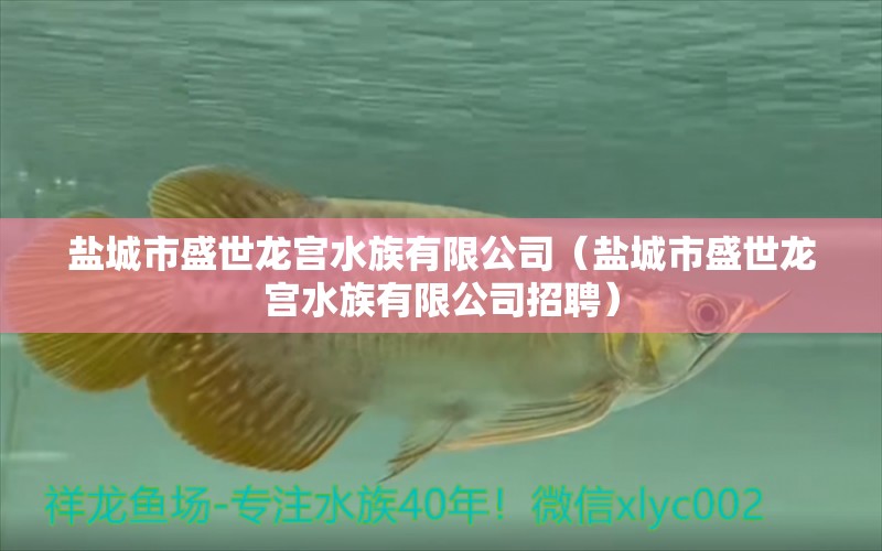 鹽城市盛世龍宮水族有限公司（鹽城市盛世龍宮水族有限公司招聘）