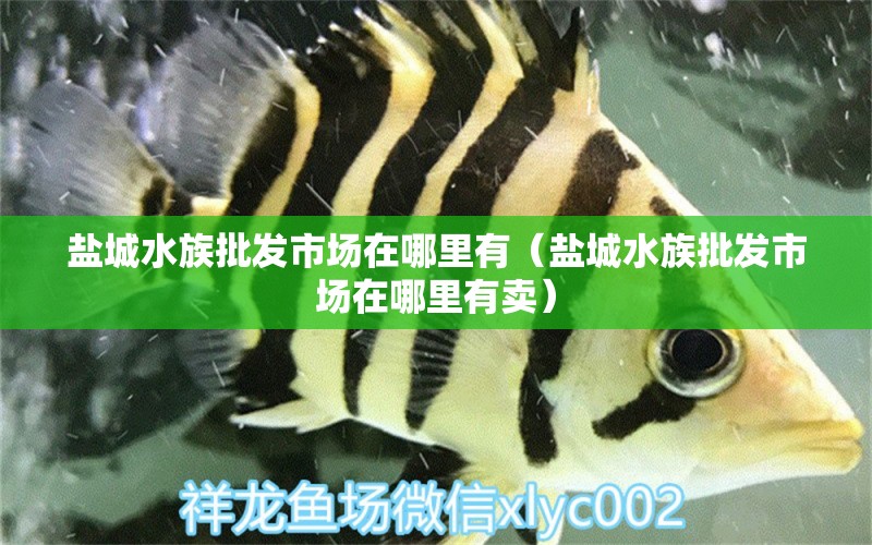 鹽城水族批發(fā)市場在哪里有（鹽城水族批發(fā)市場在哪里有賣）