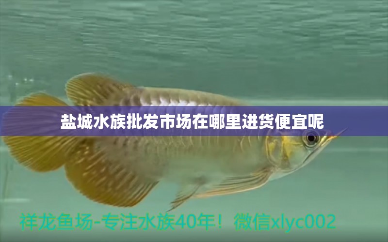 鹽城水族批發(fā)市場在哪里進貨便宜呢 