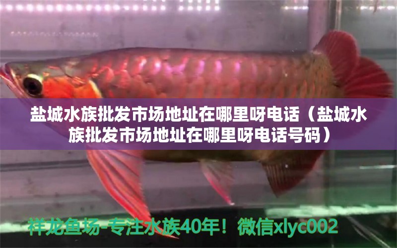 鹽城水族批發(fā)市場地址在哪里呀電話（鹽城水族批發(fā)市場地址在哪里呀電話號碼）