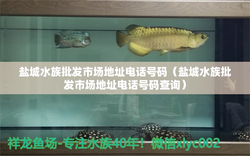 鹽城水族批發(fā)市場地址電話號碼（鹽城水族批發(fā)市場地址電話號碼查詢）