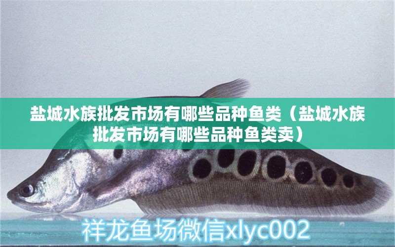 鹽城水族批發(fā)市場有哪些品種魚類（鹽城水族批發(fā)市場有哪些品種魚類賣）