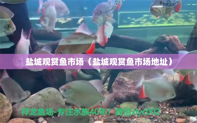 鹽城觀賞魚市場（鹽城觀賞魚市場地址） 觀賞魚市場（混養(yǎng)魚）