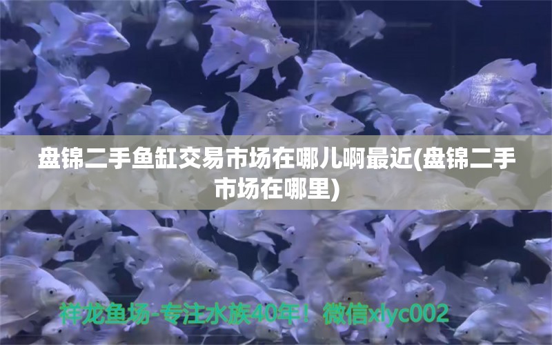 盤錦二手魚缸交易市場在哪兒啊最近(盤錦二手市場在哪里) 黃金斑馬魚 第1張