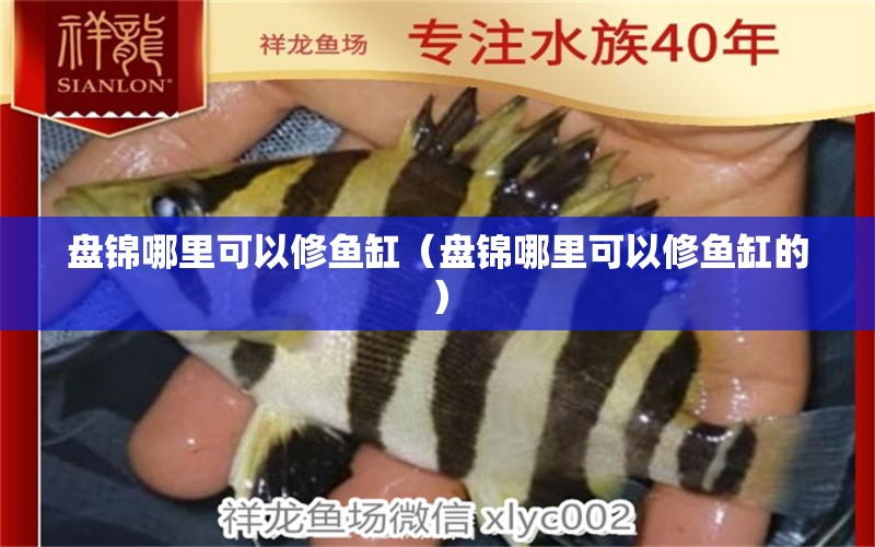 盤錦哪里可以修魚缸（盤錦哪里可以修魚缸的）