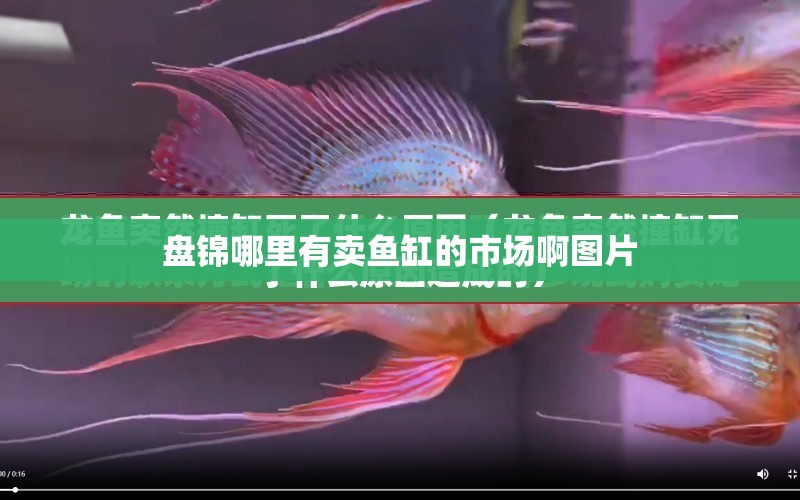 盤錦哪里有賣魚缸的市場啊圖片 水族問答 第1張