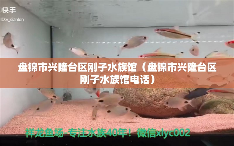 盤錦市興隆臺區(qū)剛子水族館（盤錦市興隆臺區(qū)剛子水族館電話）