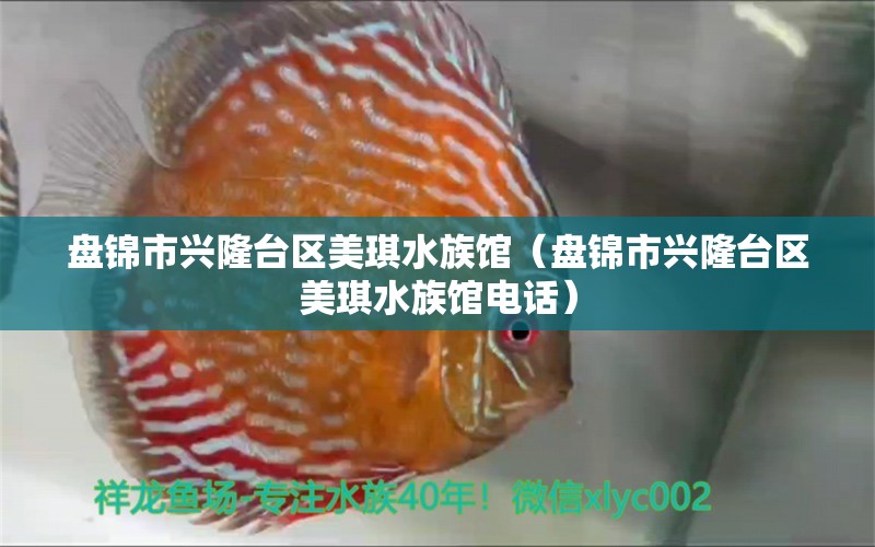 盤錦市興隆臺(tái)區(qū)美琪水族館（盤錦市興隆臺(tái)區(qū)美琪水族館電話）