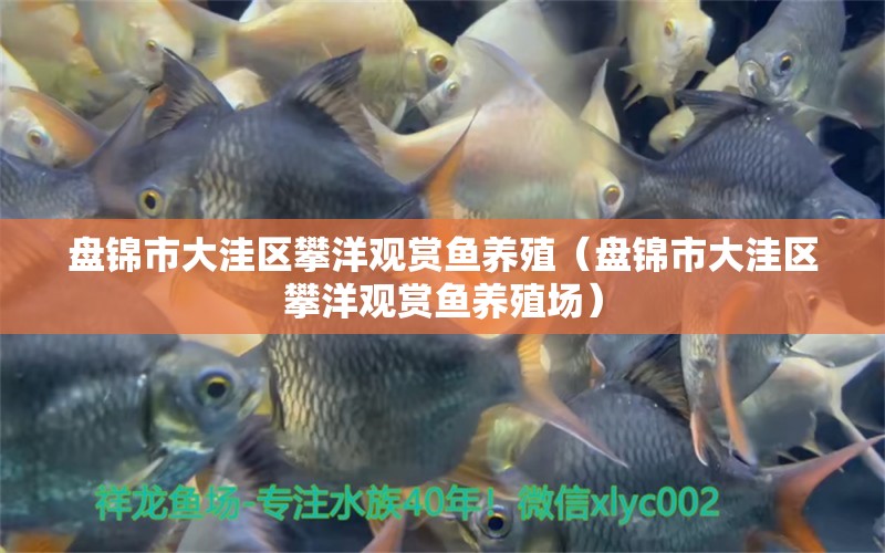 盤錦市大洼區(qū)攀洋觀賞魚養(yǎng)殖（盤錦市大洼區(qū)攀洋觀賞魚養(yǎng)殖場）