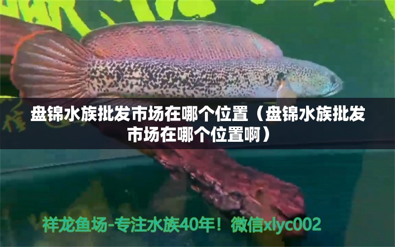 盤(pán)錦水族批發(fā)市場(chǎng)在哪個(gè)位置（盤(pán)錦水族批發(fā)市場(chǎng)在哪個(gè)位置?。? title=