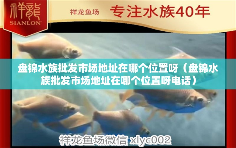 盤錦水族批發(fā)市場(chǎng)地址在哪個(gè)位置呀（盤錦水族批發(fā)市場(chǎng)地址在哪個(gè)位置呀電話） 觀賞魚水族批發(fā)市場(chǎng)