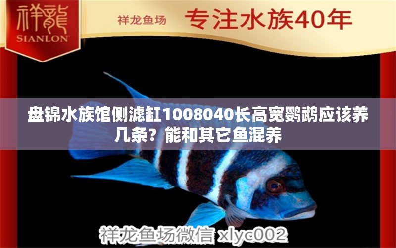 盤錦水族館側(cè)濾缸1008040長高寬鸚鵡應(yīng)該養(yǎng)幾條？能和其它魚混養(yǎng) 鸚鵡魚 第2張