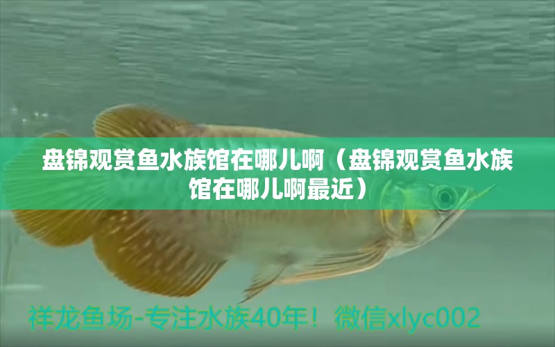 盤錦觀賞魚水族館在哪兒啊（盤錦觀賞魚水族館在哪兒啊最近） 純血皇冠黑白魟魚