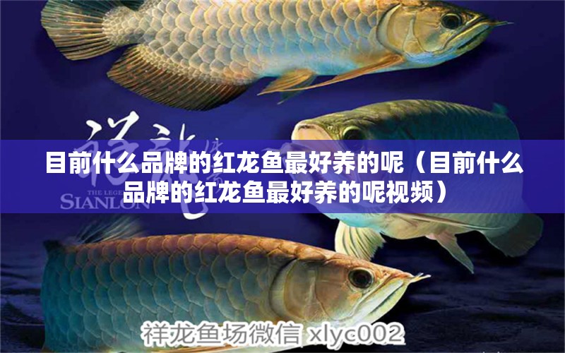 目前什么品牌的紅龍魚最好養(yǎng)的呢（目前什么品牌的紅龍魚最好養(yǎng)的呢視頻）