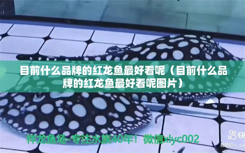 目前什么品牌的紅龍魚最好看呢（目前什么品牌的紅龍魚最好看呢圖片）