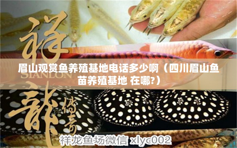 眉山觀賞魚養(yǎng)殖基地電話多少啊（四川眉山魚苗養(yǎng)殖基地 在哪?）