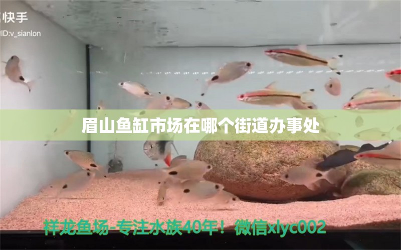 眉山魚缸市場在哪個街道辦事處 養(yǎng)魚知識