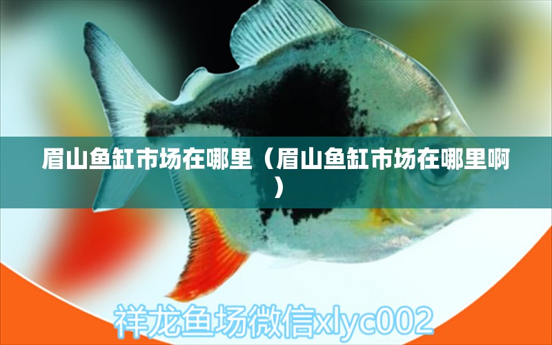 眉山魚缸市場在哪里（眉山魚缸市場在哪里?。?其他品牌魚缸 第1張