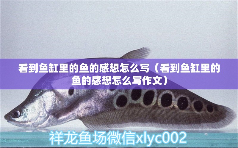 看到魚缸里的魚的感想怎么寫（看到魚缸里的魚的感想怎么寫作文） 祥龍水族醫(yī)院