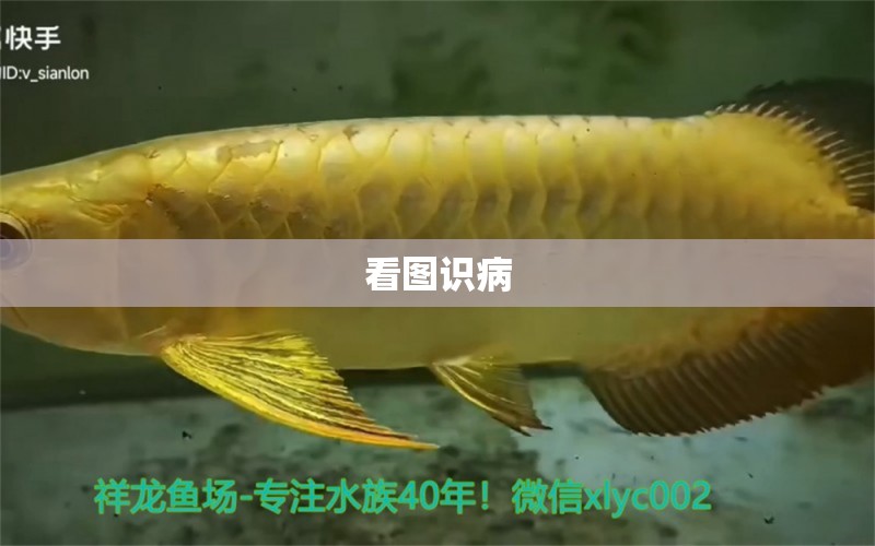 看圖識(shí)病 龍魚疾病與治療